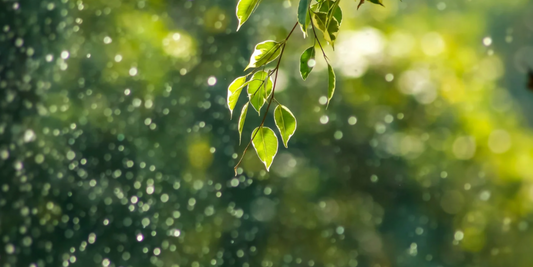 Nature - My Healing Ally